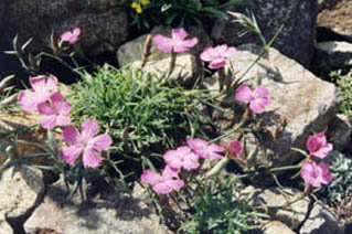 Dianthus haematocalyx